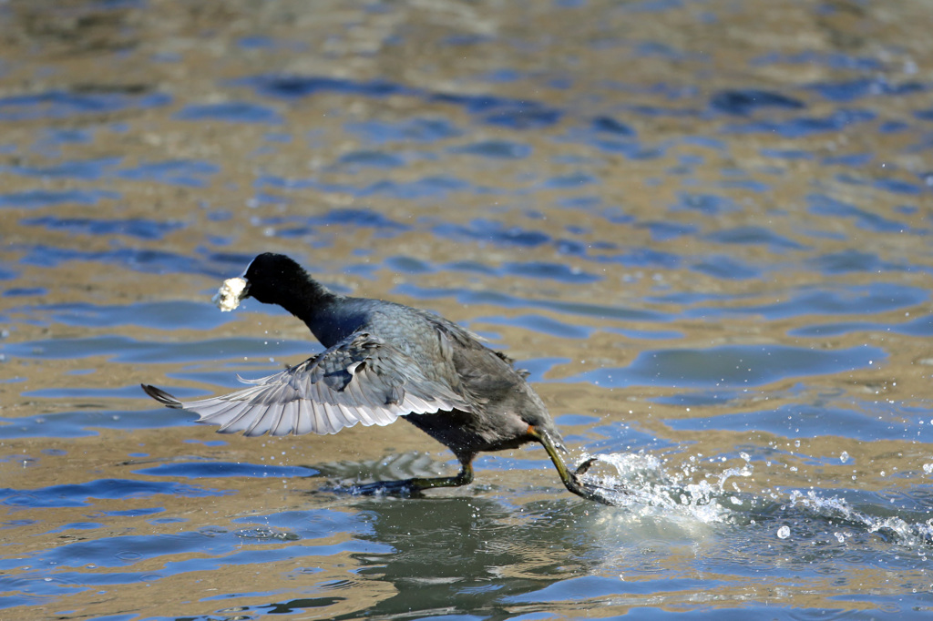 このパン渡さない