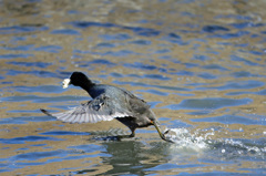 このパン渡さない