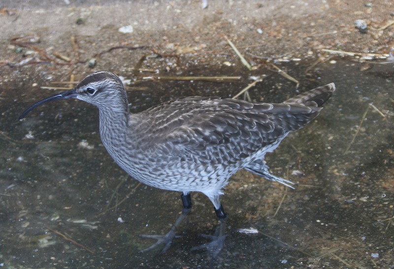 チュウシャクシギでーす