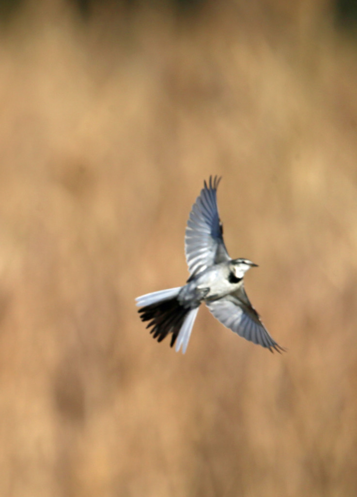 翼広げたハクセキレイ