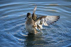 いつものポーズ-2