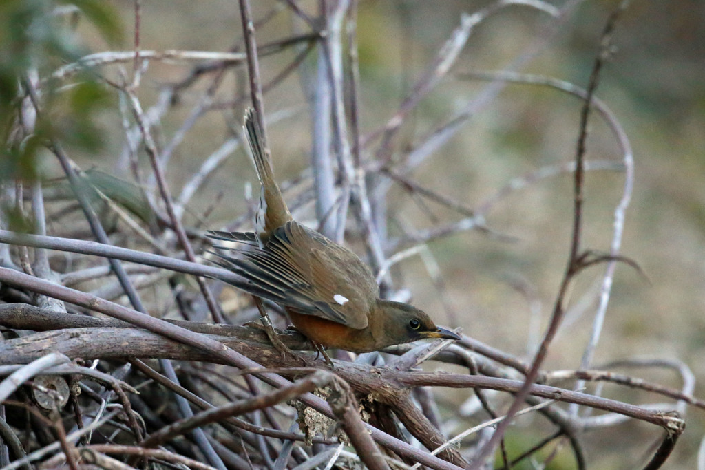 アカハラ飛び出しポーズ