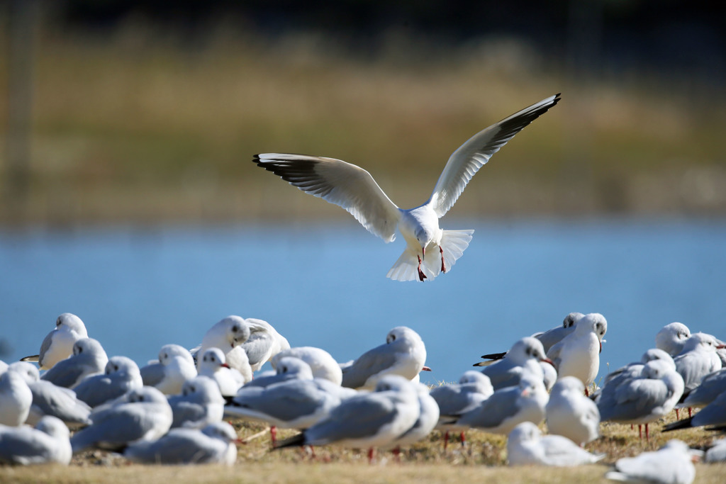 翼のブレーキその2