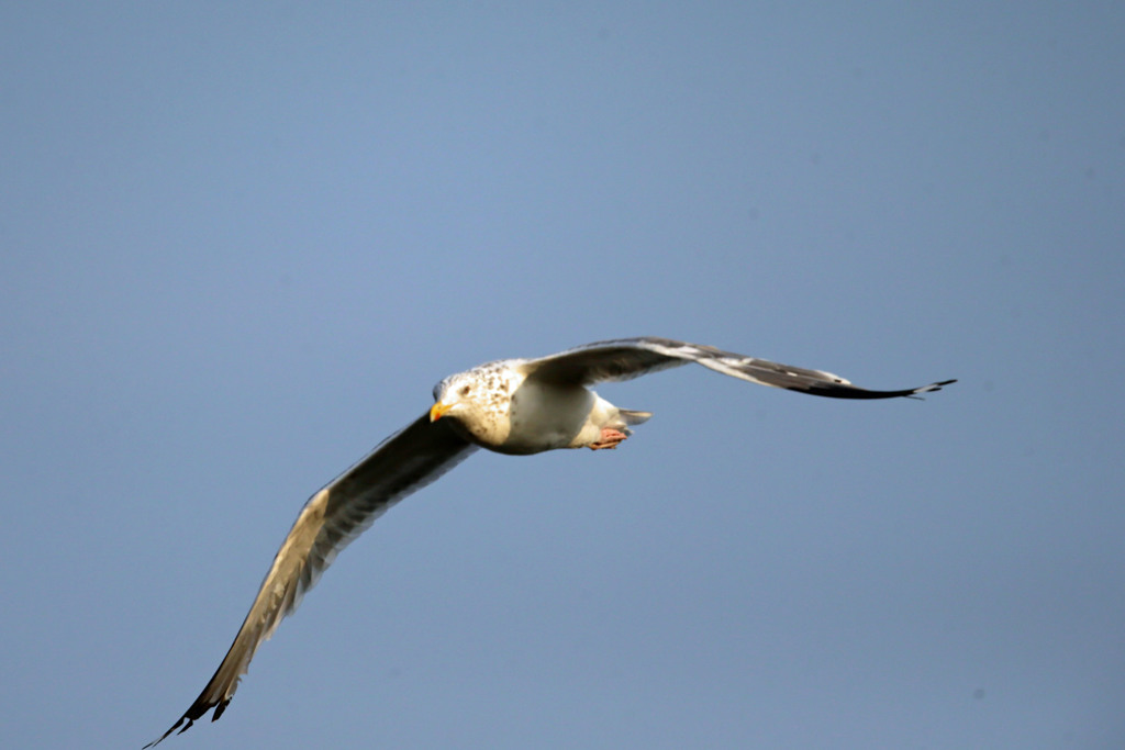 青空とセグロカモメ