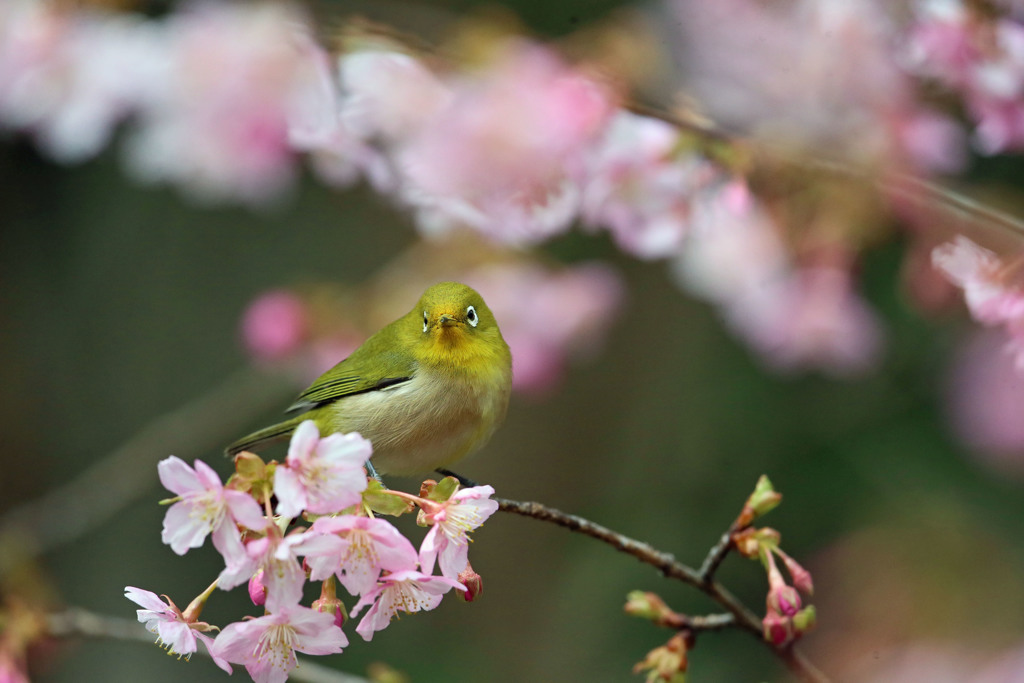 メジロ定番写真