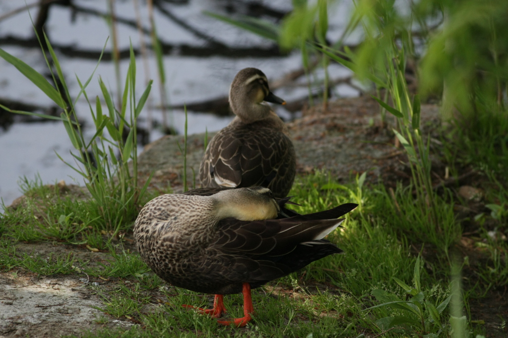 木陰涼しいカモ