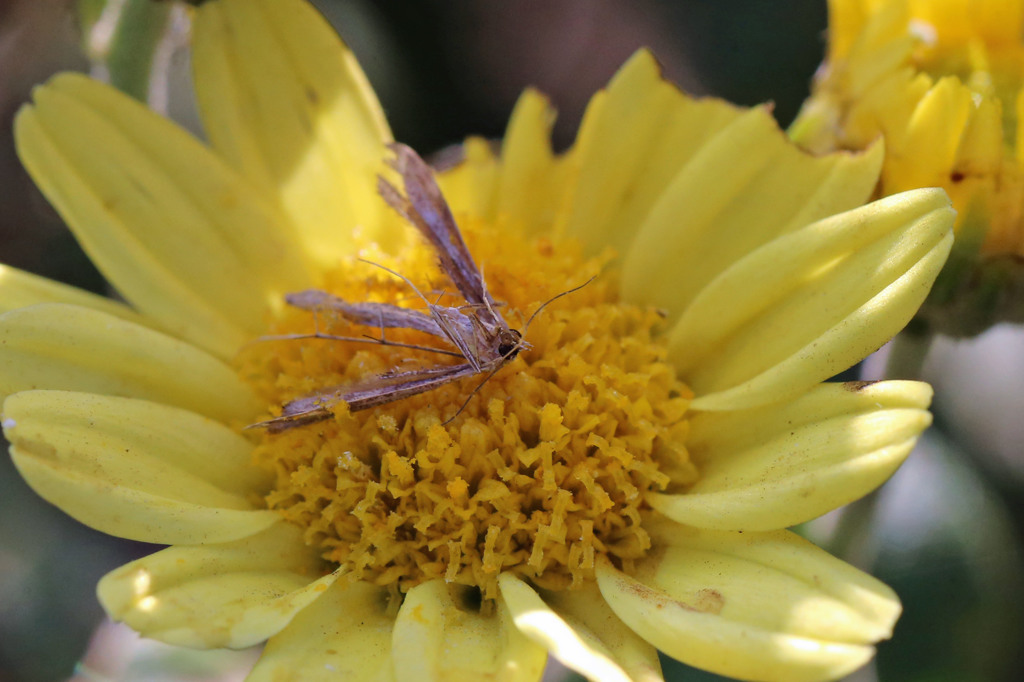 安らかにお眠りください