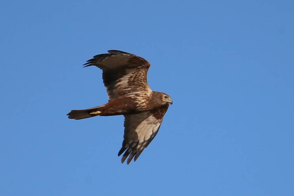 チュウヒ定番写真