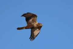 チュウヒ定番写真