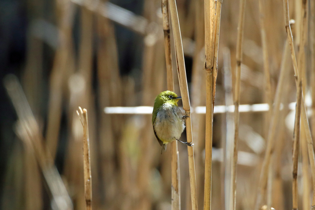 葦原にメジロ君
