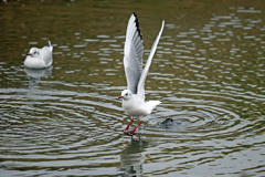 ユリカモメ発進