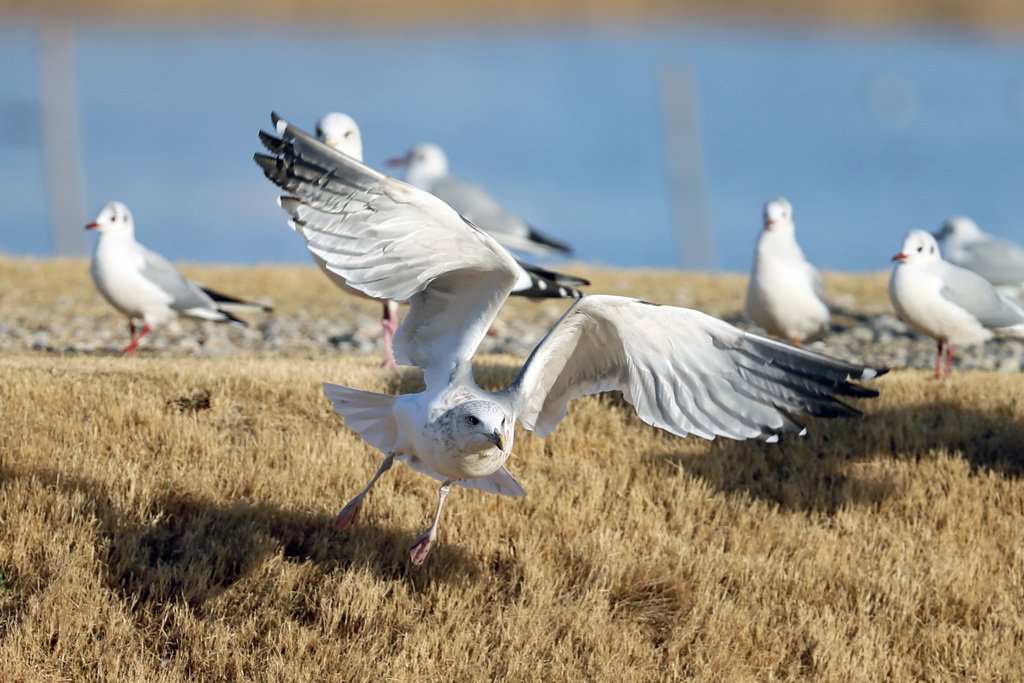 セグロカモメ飛び出し-2