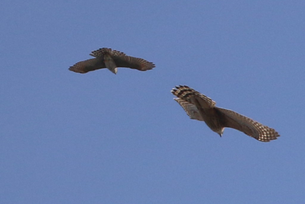 オオタカ幼鳥対ハイタカバトル-1