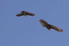 オオタカ幼鳥対ハイタカバトル-1