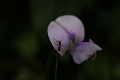 インゲン豆の花です