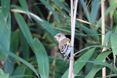 ねえこっち見て
