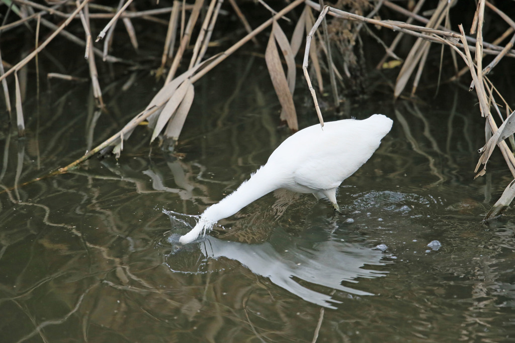 コサギ魚の取り方その3