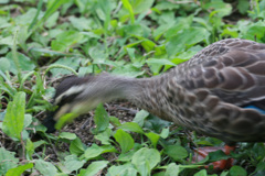 心霊写真首半分