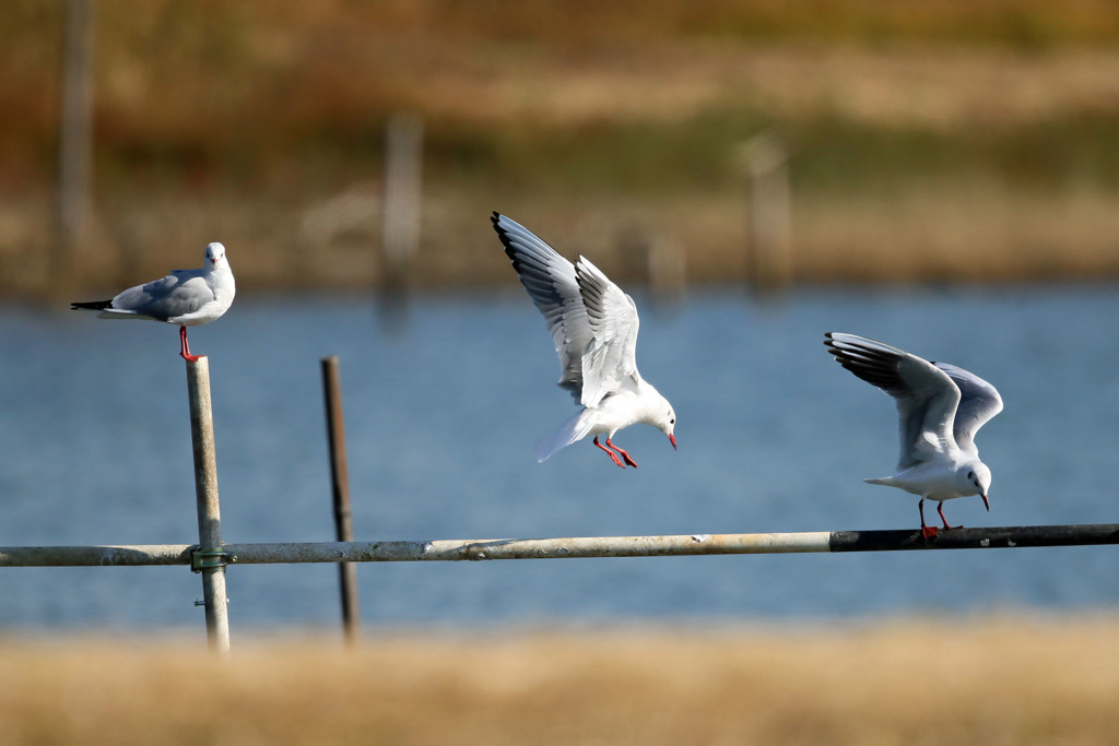 コマ送りに見えるかな