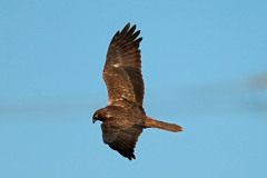 チュウヒの背中