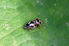キイロのテントウムシ？