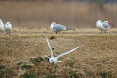 ユリカモメ飛び出し