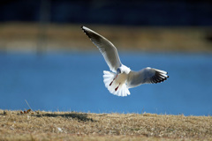 ユリカモメ着地姿勢