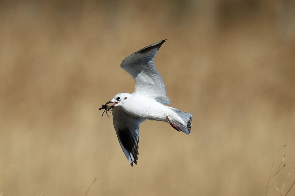 葦原の中をズグロカモメ