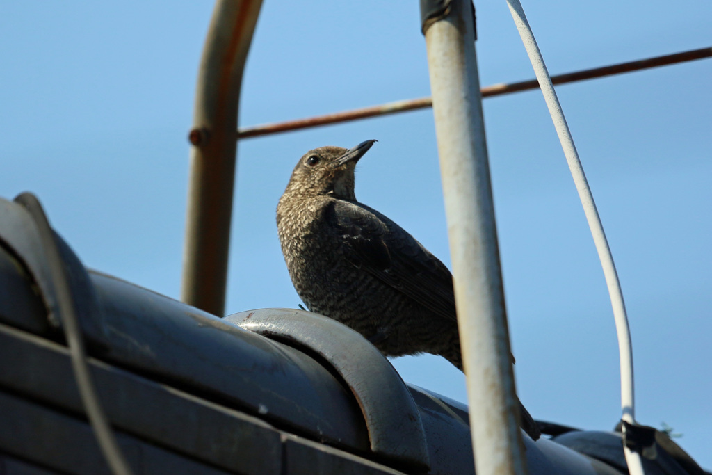 隣の屋根にイソヒヨドリ