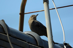 隣の屋根にイソヒヨドリ