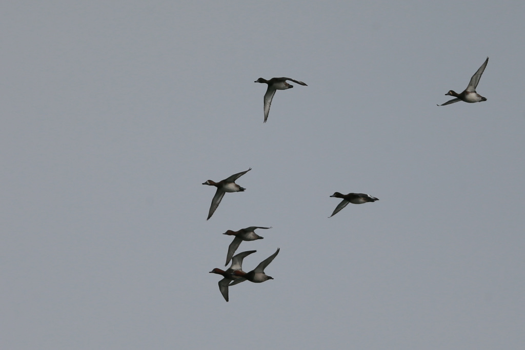 オナガカモの家族かな