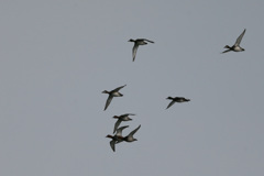 オナガカモの家族かな