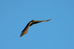 ハイタカセーフ