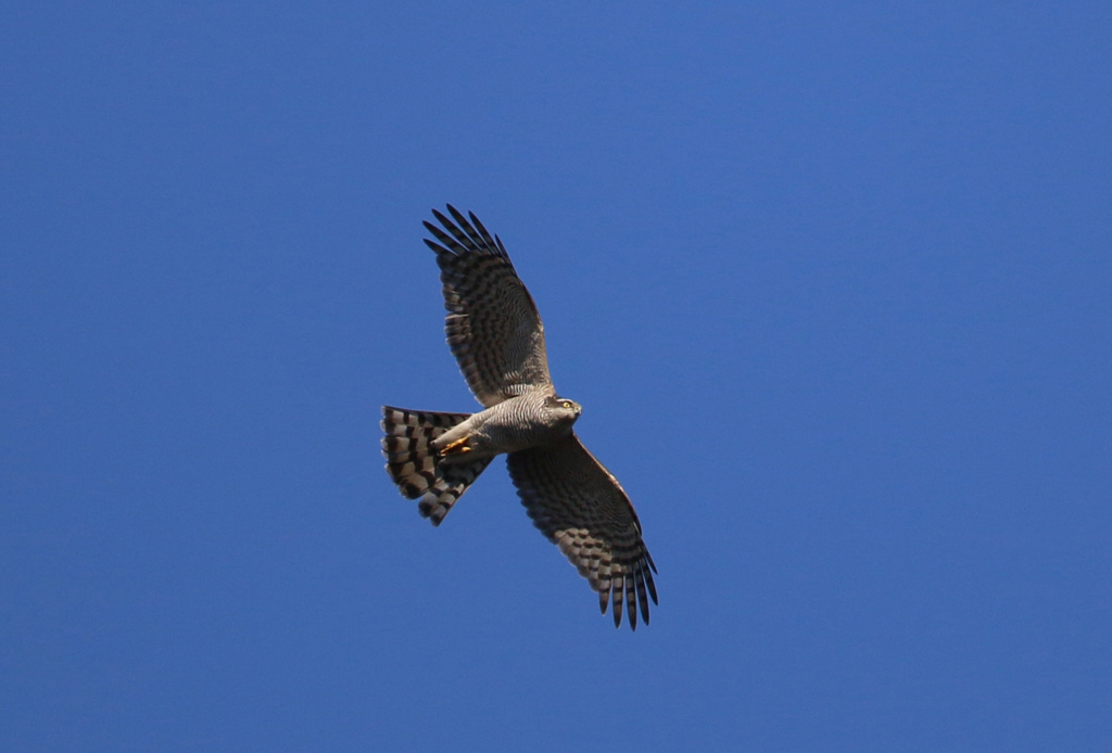 ハイタカです-3