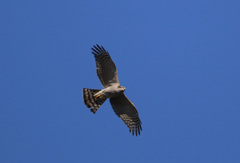 ハイタカです-3