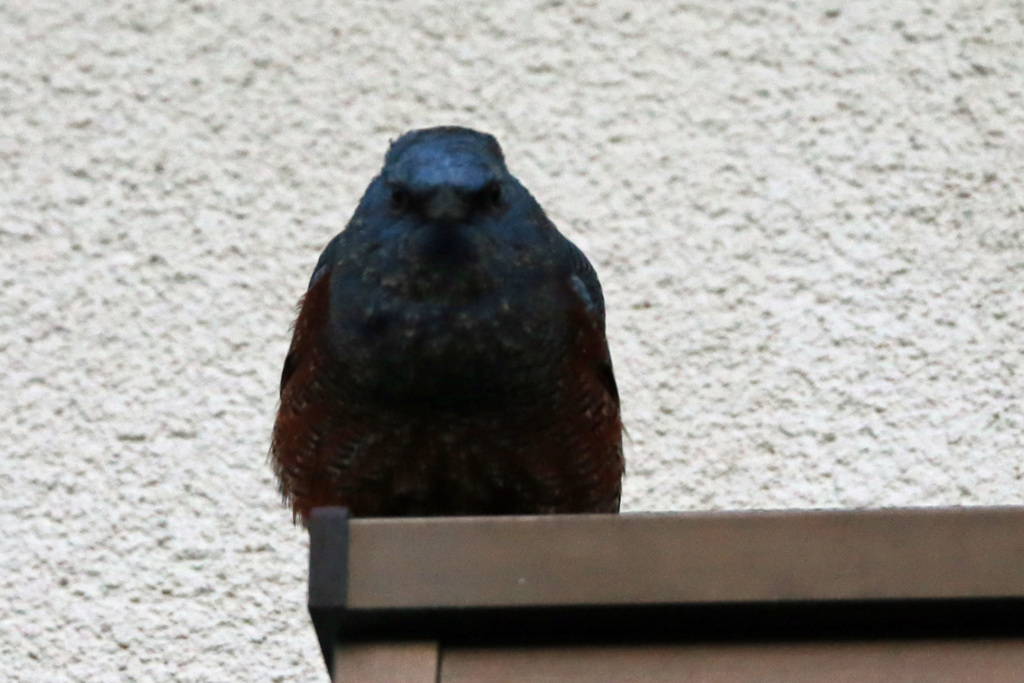 隣の家にイソヒヨドリその4