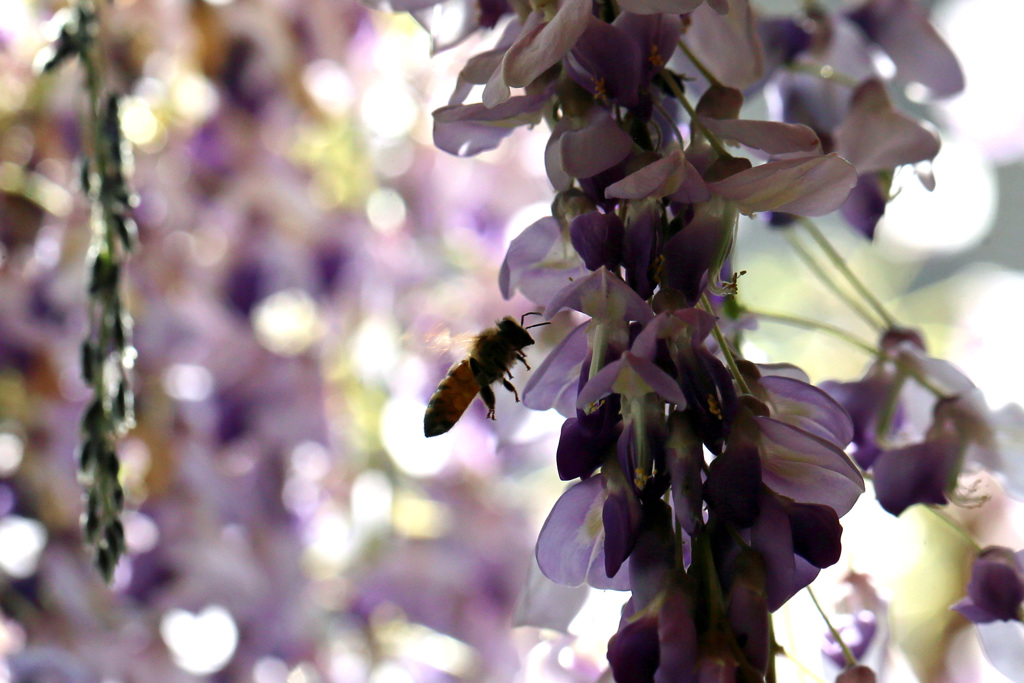 ミツバチのシルエット