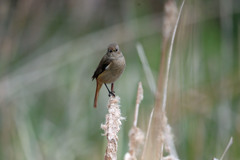 じょび子定番写真