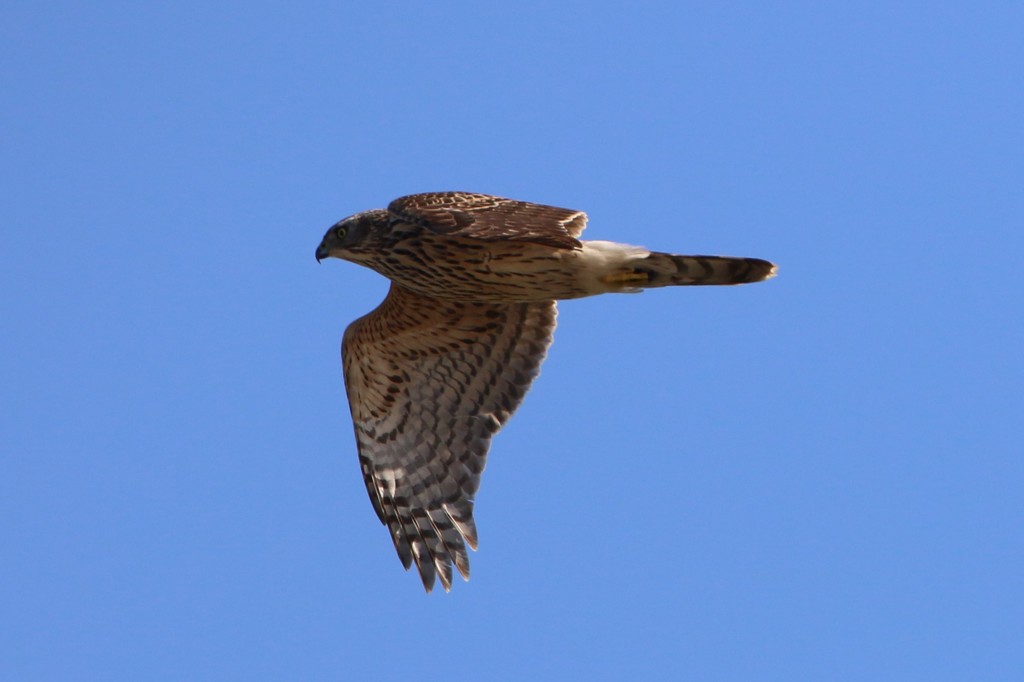 オオタカ幼鳥-2