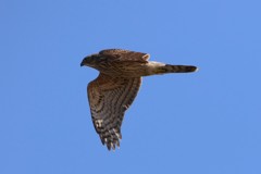 オオタカ幼鳥-2