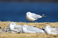 ズグロカモメ発見