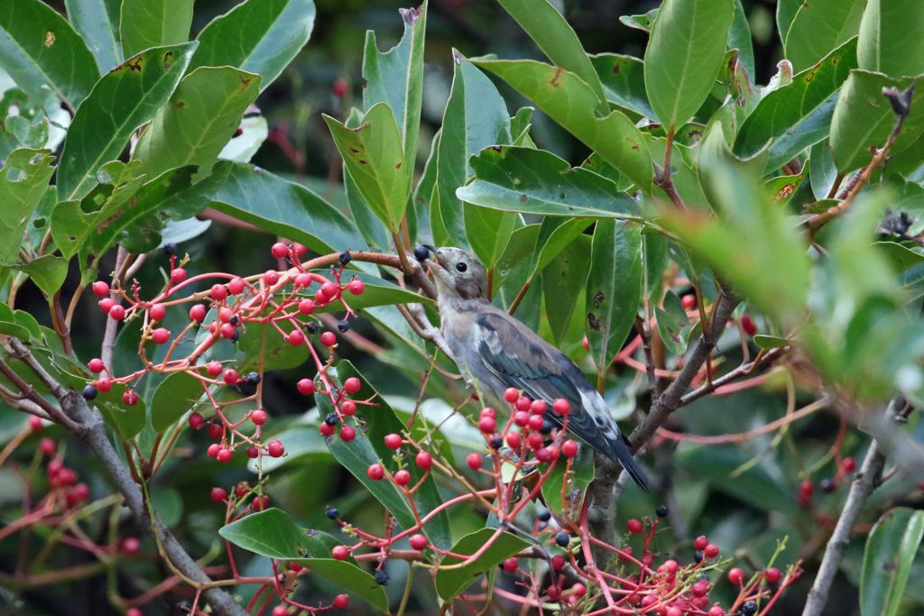 お食事シリーズ-3