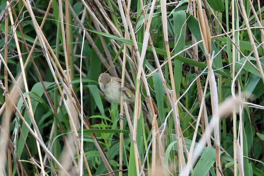 オオヨシキリ発見-1