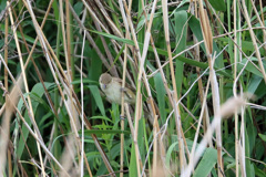 オオヨシキリ発見-1