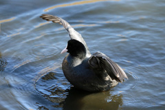 オオバン定番ポーズ