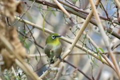 メジロ定番写真