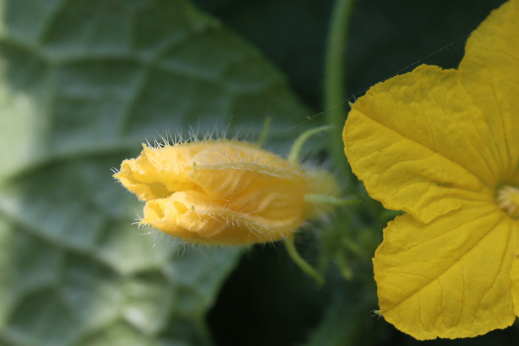 野菜の花そのⅠ