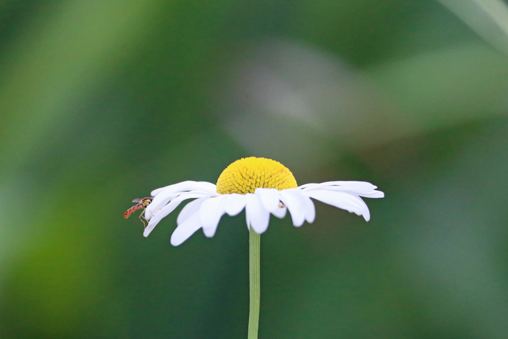 ハナアブのアクセント