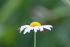 ハナアブのアクセント