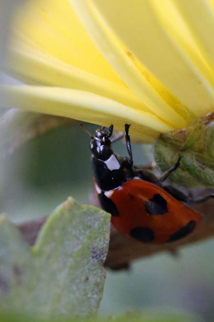 テントウムシも首あった